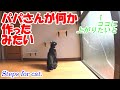 猫 ステップ取り付け　シマの巡回場所である2階の窓 登りにくそうなので�
