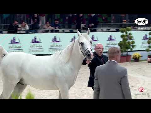 N 68 KADIDJ DE LAFAYETTE   European Championship 2021   VERONA   Stallions 4 6 Years Old Class 13