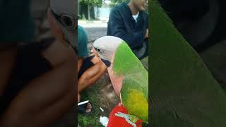 Download lagu burung betet jawa bisa ngomong assalamualikum #burungpintar #betetjawa #betetjinak #betetfreeflay mp3