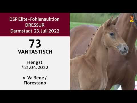 KN 73: Hengstfohlen v. Va Bene/Florestano