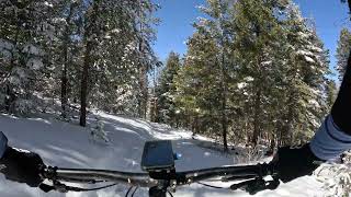 Sunny Aspen - Meyer Ranch Park - Conifer - Colorado