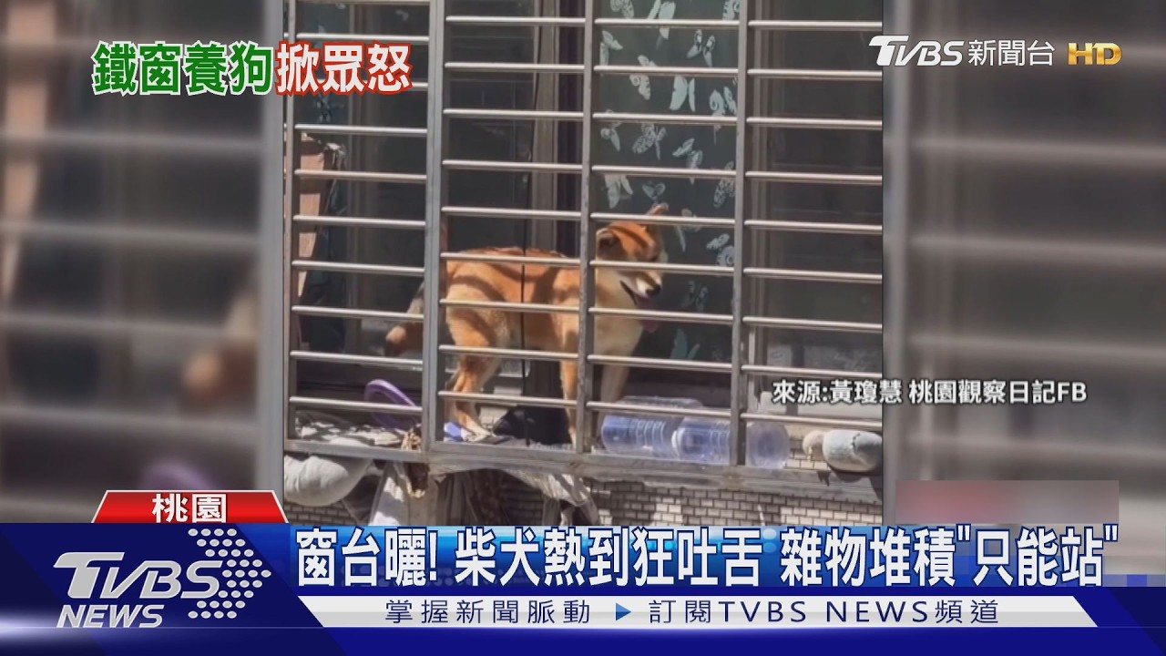 影音/桃園民宅「窗台養寵物」!2柴犬+貓困4樓 動保處介入了