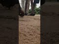 TOP PAMBARAM பம்பரம் CUSTOM MADE VIDEO