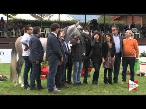 1st Place N.17 NADIR DELLO JATO - Arezzo 2015 - Junior Colts Championship (Class 18)