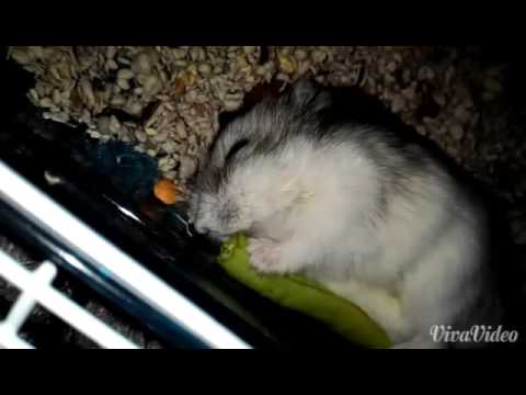 Fat hamster (asher)