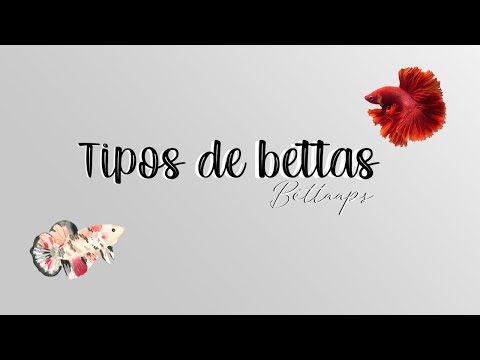 Aprende a diferenciar los tipos de Bettas !