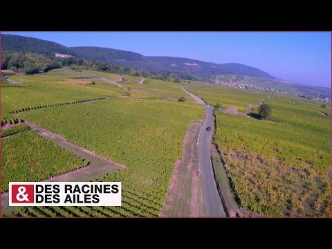 Alsace Wine Route: villages and vineyards of character