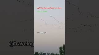 Download lagu Birds in Flight: Punjab, Pakistan's Natural Charm || Serbian Birds Migration Avifauna || Travelogue mp3