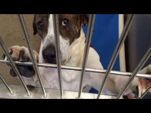 Soldier Serving Overseas Sends The Sweetest Gift To His Adopted Dog Back Home