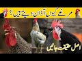 Murga Azan Kyun Deta Hai مرغےکیوں آذان دیتے ہیں By VOA