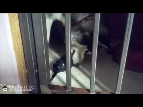 Good husky boy in kennel cage with Kong toy ❤