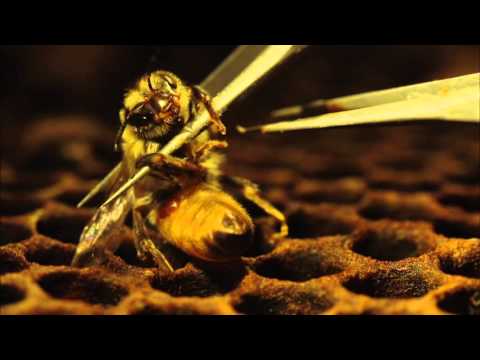 Priče s istoka 143 - Pčele s ostrva Niue - Subota 17:00