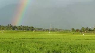 preview picture of video 'Ricefield rainbow - Panasonic Lumix DMC-TZ5'