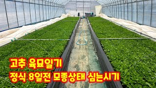 고추 육묘 가식 46일 파종 63일 괴산 청결고추 심는시기 밭만들기 등 걱정꺼리 썰 풀기 [고추재배방법]