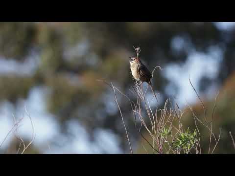 Birding on the Garden Route - Cape Grassbird
