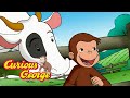 George Loves Cows Curious George Kids Cartoon Kids Movies