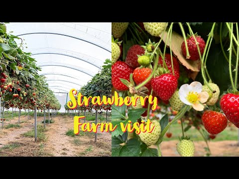 Cairnie Fruit Farm, Cupar, Scotland; Bengali vlog || Travel vlog #8