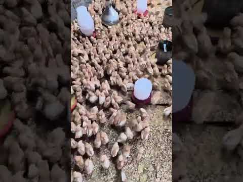 poedeiras Isa braw em Igarassu Pernambuco