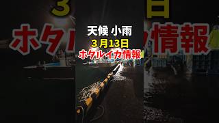 糸魚川ホタルイカと魚情報🦑🐟️3/13 #shorts #fisherman