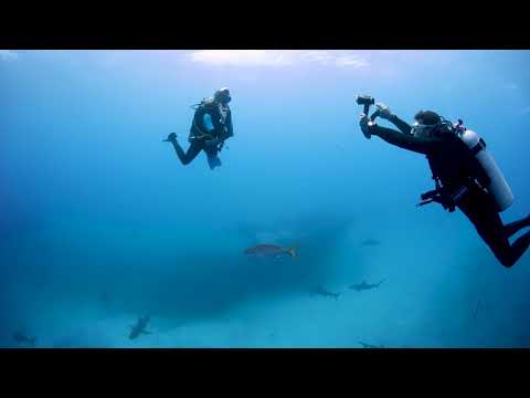 SeaLife’s DC2000 Underwater Camera