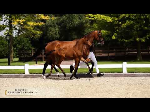 So Incredible -  (So Perfect x  Franklin)