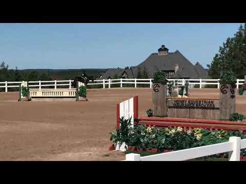 2013 Hunter Gelding For Sale Diacasall x Prominenz