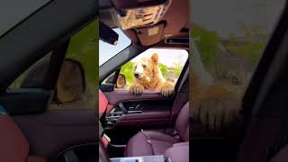 Grizzly Bear Bites Man’s Range Rover Tears Leather!