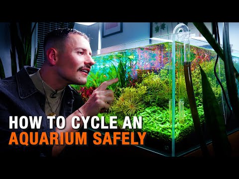 HOW TO CYCLE YOUR AQUARIUM THE RIGHT WAY