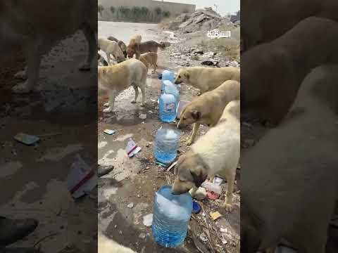 فيديو | بسبب ارتفاع درجات الحرارة .. الأهالي في السليمانية يضعون الماء والطعام للحيوانات السائبة رفقة بها