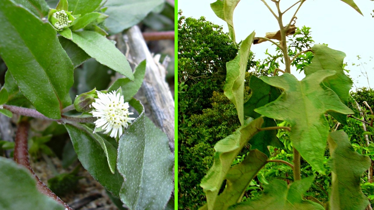 Desinflama a Vesícula, o Fígado, Labirintite, Zumbido… #Remédio 💖 MARILENE SARAH FIALHO