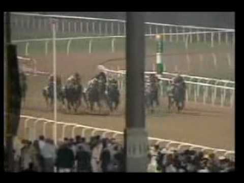 Our New Recruit - 1st Dubai Golden Shaheen G1