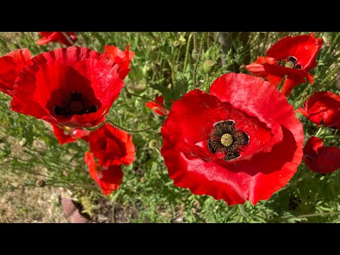 Corn Poppy Retreat
