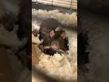 Momma Rat Breast Feeding