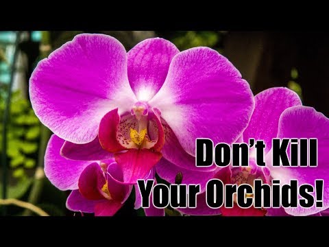 How to Water Orchids Correctly