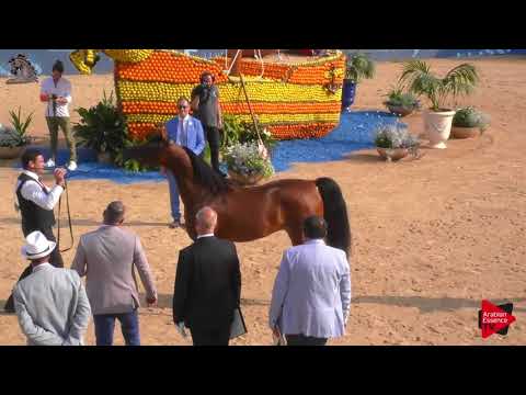 N.57 SULTANAH AL ARJA - Menton 2018 - 3 Years Old Fillies (Class 3)