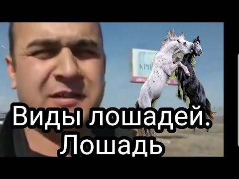 Виды диких лошадей. Далекие предки