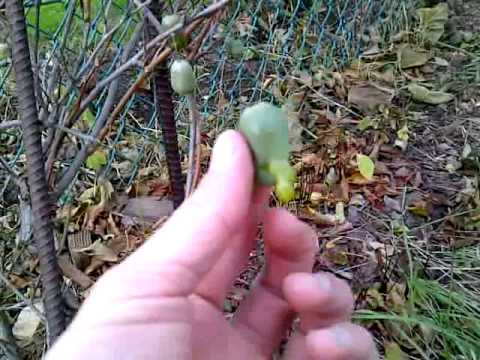 Actinidia Deliciosa Extract Powder