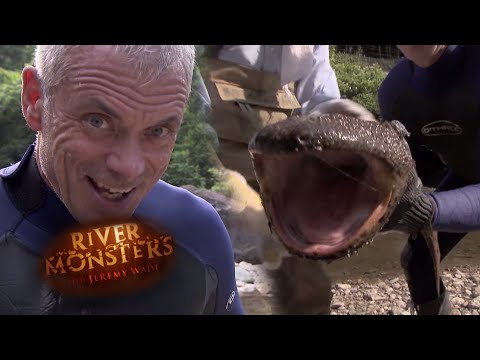 Giant Japanese Salamander Caught With Bare Hands! | SALAMANDER | River Monsters