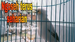Download lagu Pancingan Jalak Putih Stres Macet Bunyi - Burung Jalak Putih Gacor Full Isian Manggut2 mp3 Download lagu Pancingan Jalak Putih Stres Macet Bunyi - Burung Jalak Putih Gacor Full Isian Manggut2 mp3