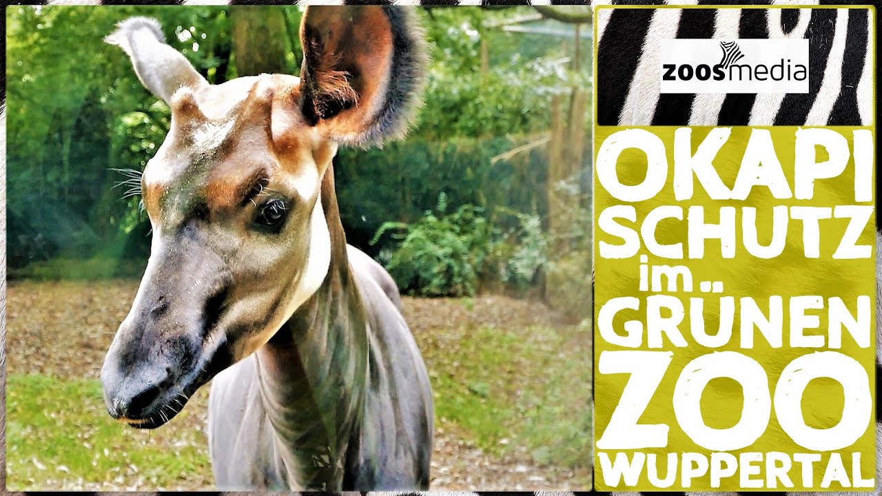 Film von Zoss.media: Okapischutz im Grünen Zoo