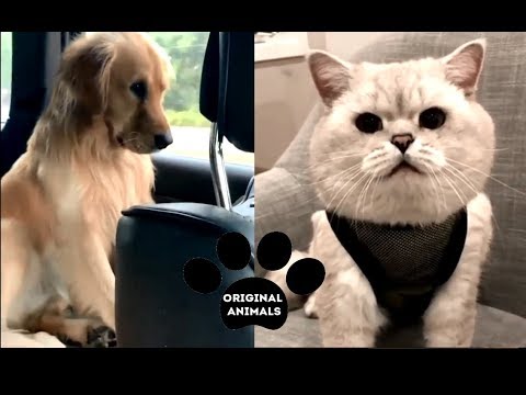 Original Animals #14. CUTE AND FUNNY ANIMALS VIDEO/ МИЛЫЕ И СМЕШНЫЕ ЖИВОТНЫЕ.