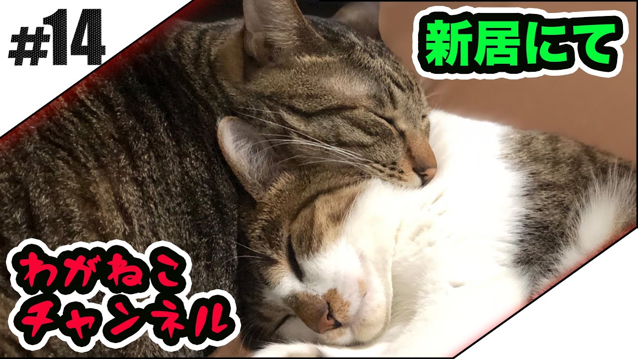 #14【吾輩】新居にて【猫】
