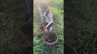 Download lagu Amazing Eel Trap Technique mp3