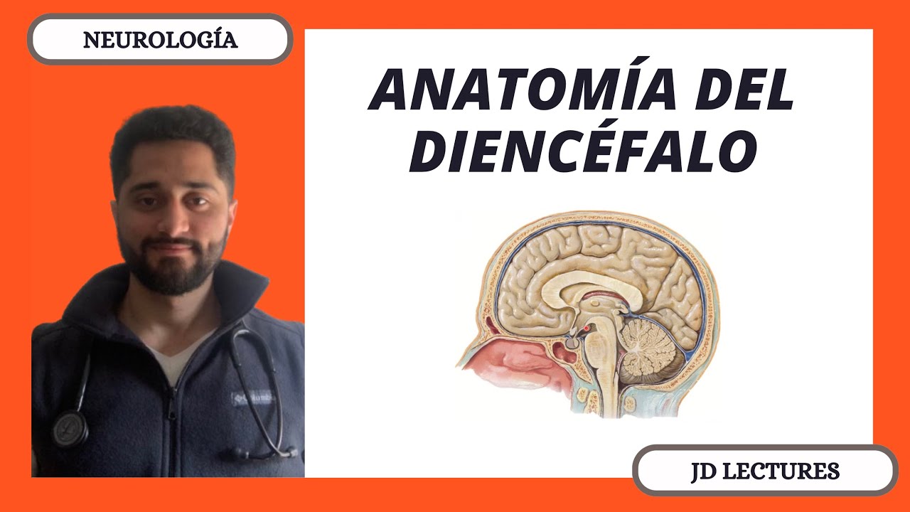 ANATOMÍA DEL CEREBRO | DIENCÉFALO | NEUROLOGÍA