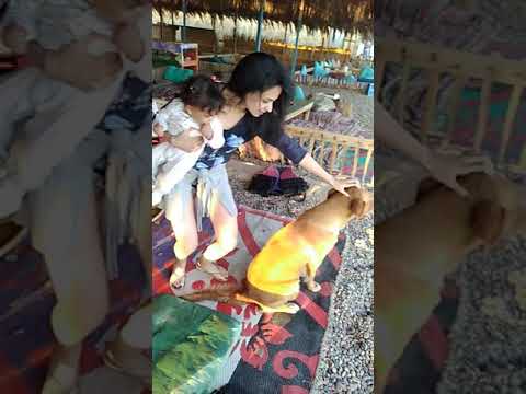 جويرية بنتي وهي بتلعب مع الكلب في البلو لاجون  blue lagoon dahab red sea my daughter play with dog