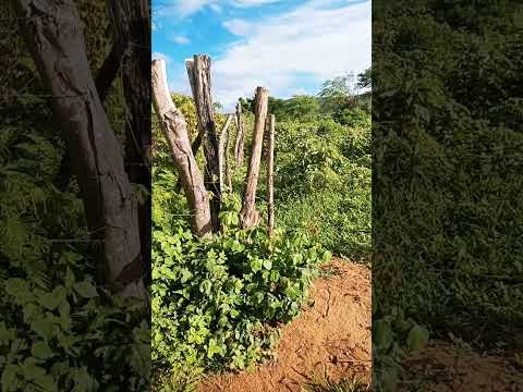 vende se essa propriedade no bodocó PE 87981487746 #sitio #chacaras #fazenda