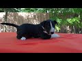 Miniature Bullterrier puppy for sale