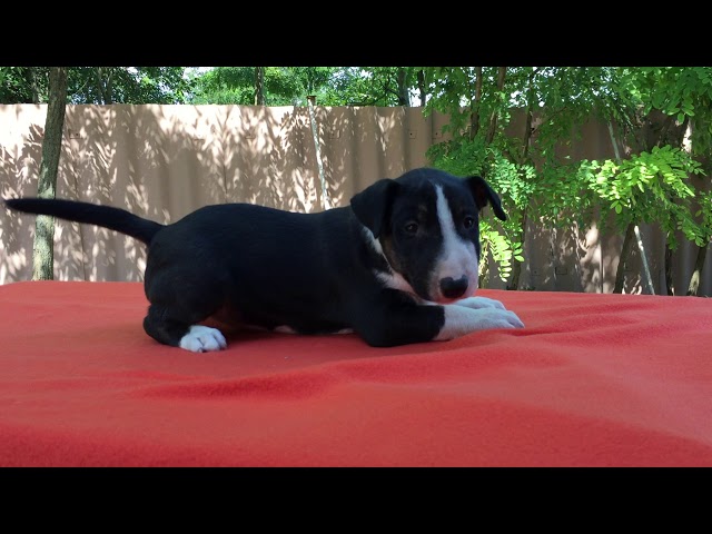 Bull Terrier Miniatura cachorro en venta