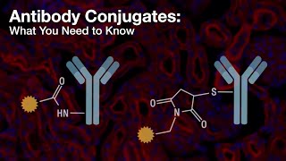 Antibody Conjugates: What You Need to Know | CST Tech Tips