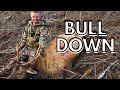 Roosevelt Elk Rifle Hunt — Oregon Coast Range Success